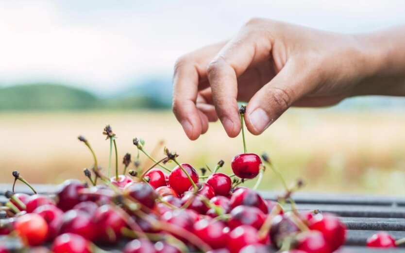 Cherry Harvest