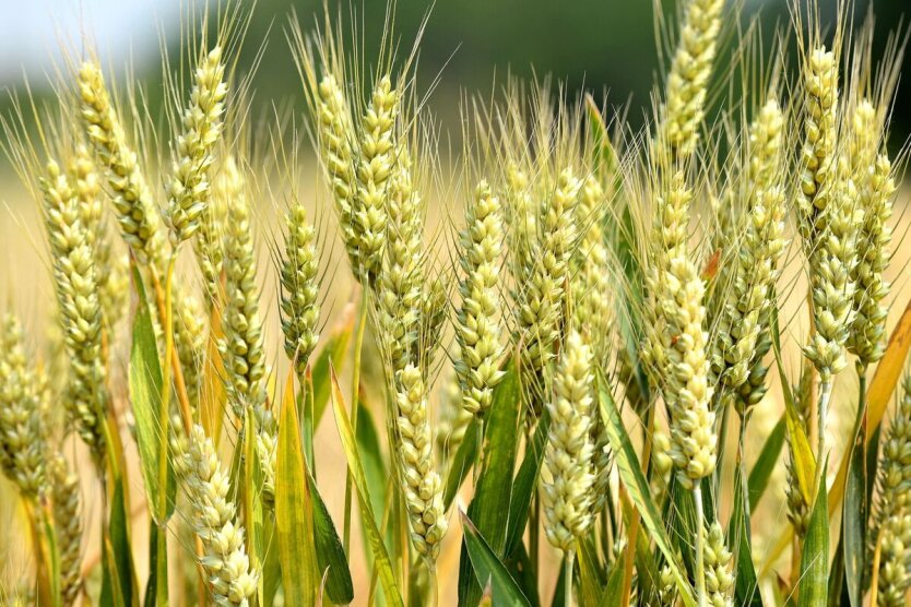 China may lose up to 5% of its wheat harvest due to drought