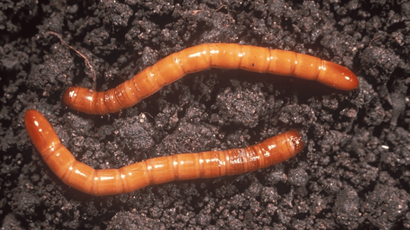 Wireworms have infested the garden — how to save the harvest