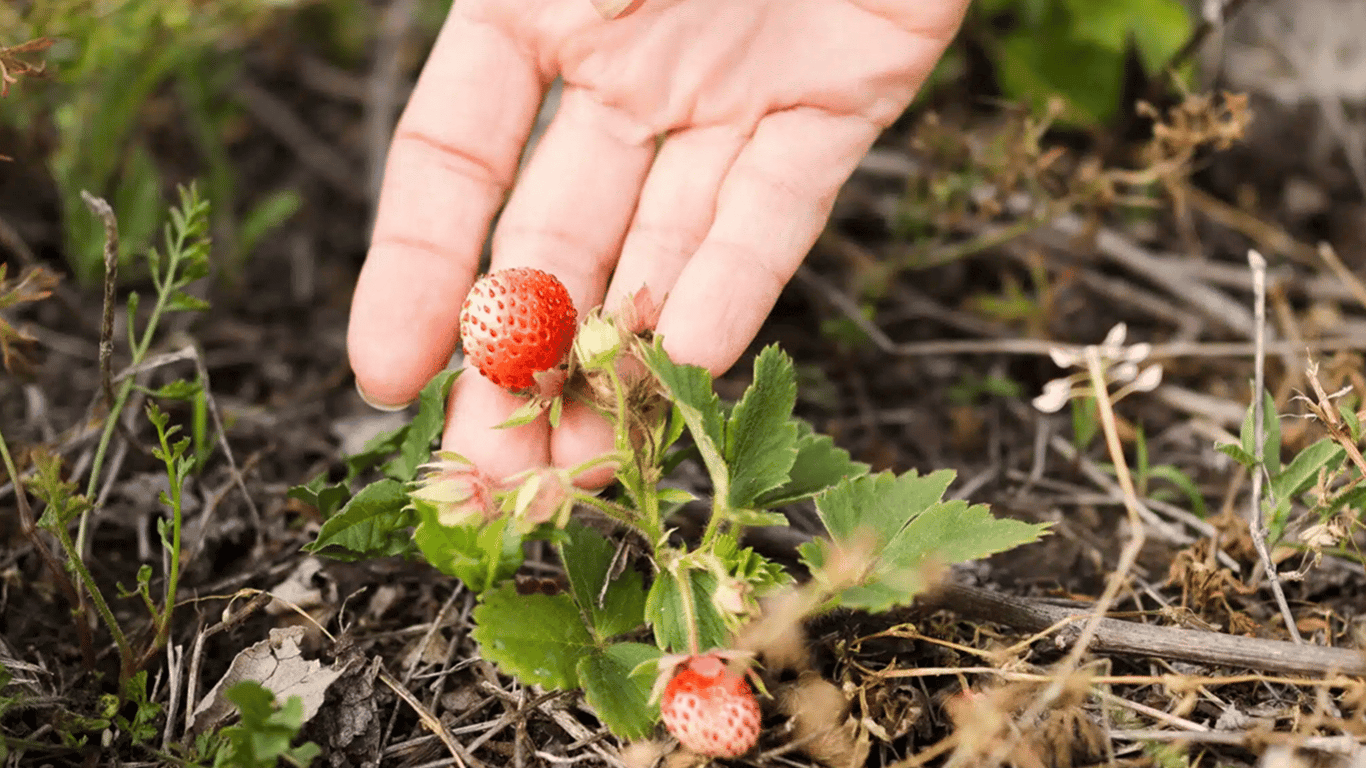 Erdbeeren beginnen zu vertrocknen - woran liegt es und wie man die Ernte rettet