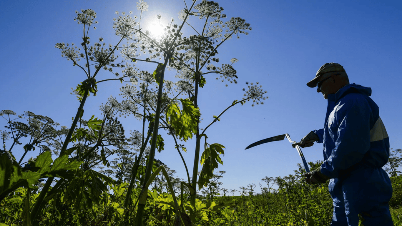 Burns and Loss of Vision - A Dangerous Flower is Spreading in Ukraine