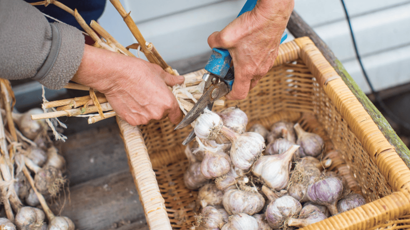 How to properly trim garlic stems after harvesting - tips