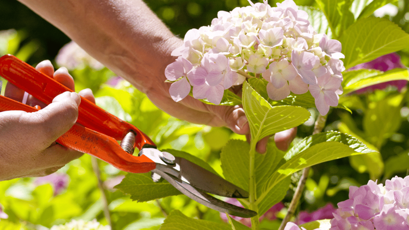 Schneiden Sie diese Blumen im Garten niemals zurück - welche und warum das gefährlich ist