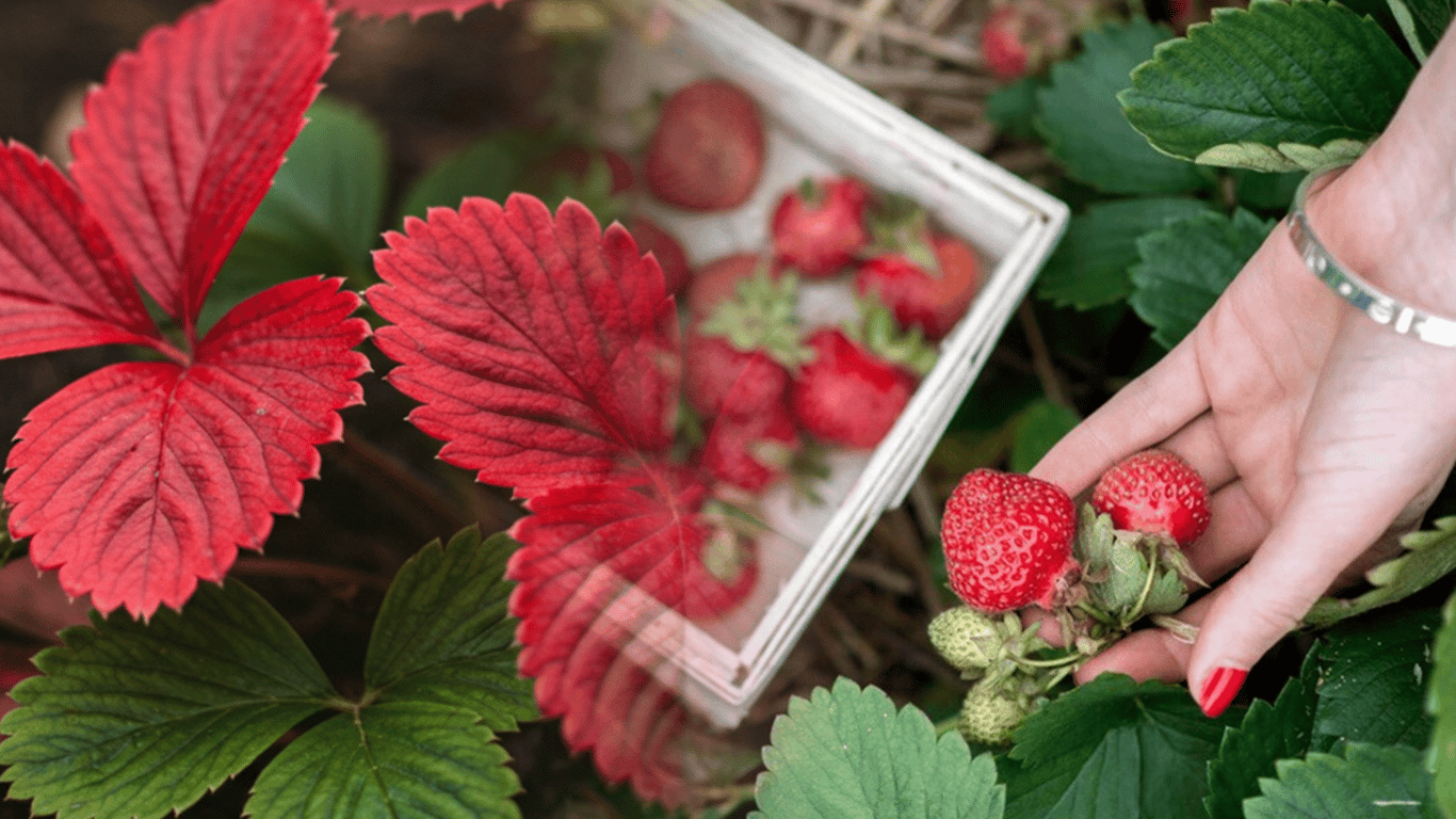 Die Blätter der Erdbeeren beginnen rot zu werden - warum und wie man die Ernte rettet